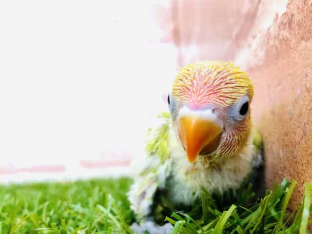 ヤマブキボタンインコ