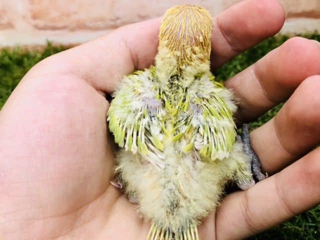 美カラー! ボタンインコ ヤマブキ R49/14撮影 ヤマブキボタンインコ