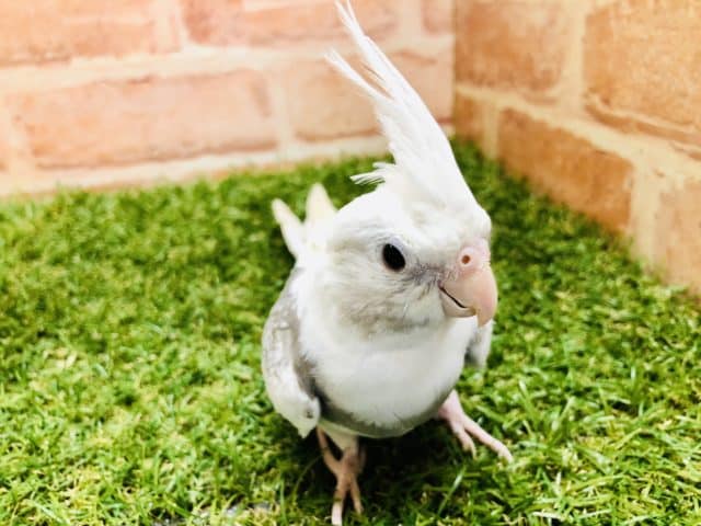 オカメインコ