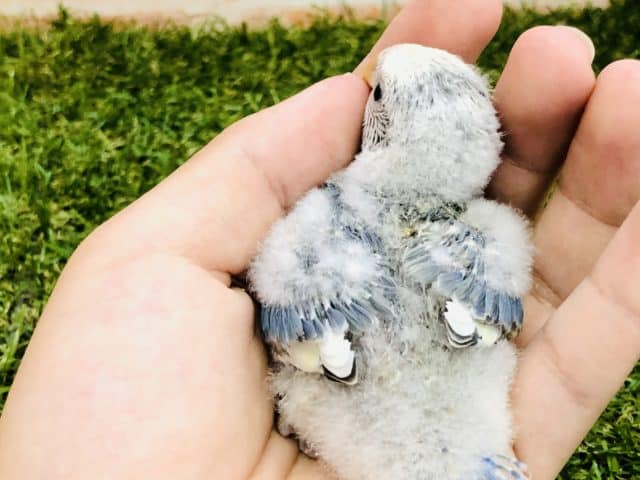 コザクラインコ（小桜インコ）