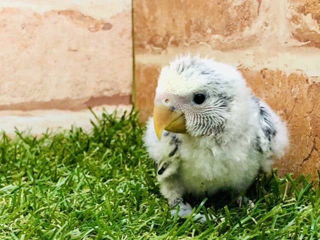 コザクラインコ（小桜インコ）