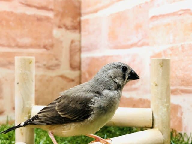 錦花鳥（キンカチョウ）