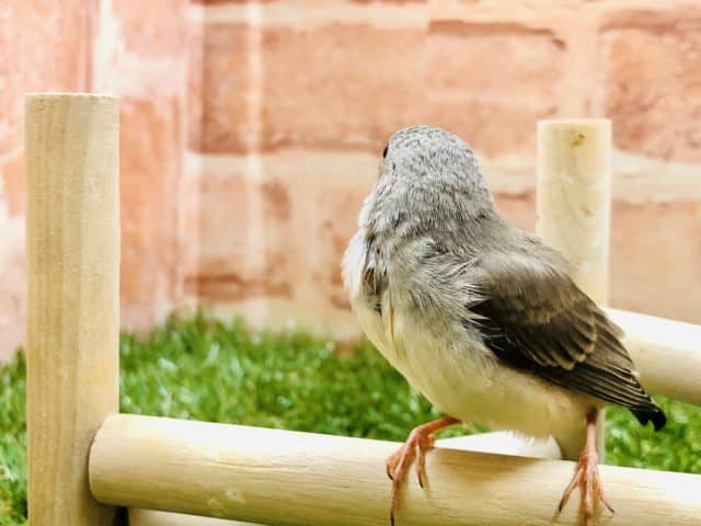 錦花鳥（キンカチョウ）