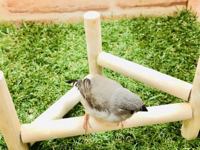 錦花鳥（キンカチョウ）