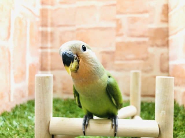 コザクラインコ（小桜インコ）