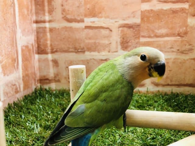 コザクラインコ（小桜インコ）