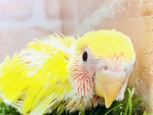 コザクラインコ（小桜インコ）