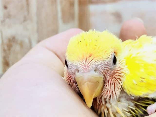 コザクラインコ（小桜インコ）
