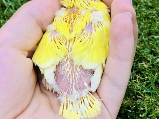 コザクラインコ（小桜インコ）