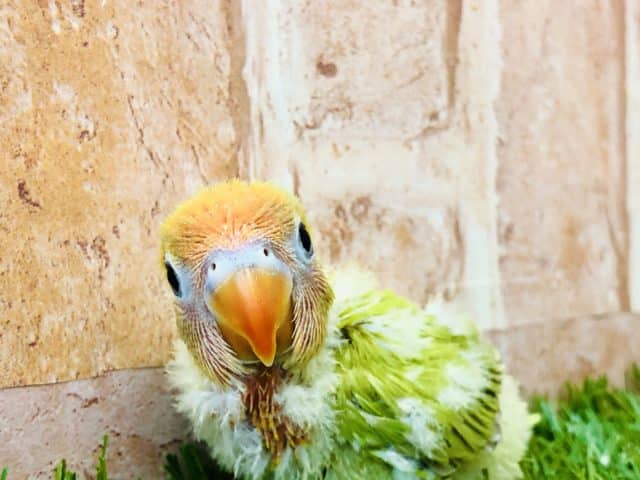 ヤマブキボタンインコ