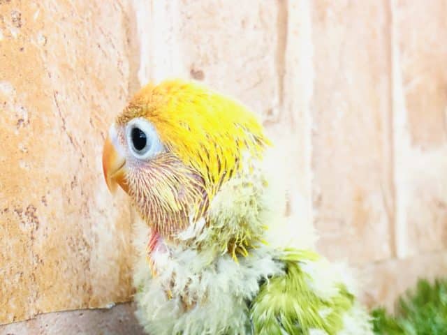 ヤマブキボタンインコ