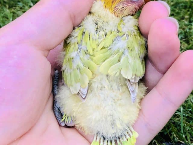 人気のボタンちゃん再び!? ボタンインコ ヤマブキ R4 9/28撮影 ヤマブキボタンインコ