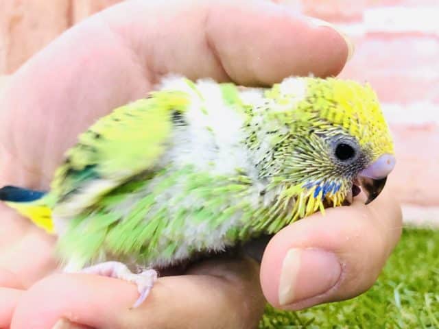 セキセイインコ