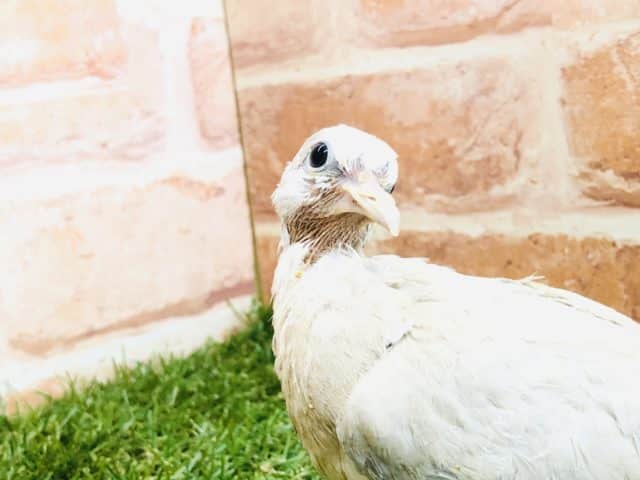 ジュズカケバト