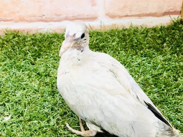 ジュズカケバト