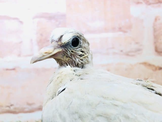 ジュズカケバト