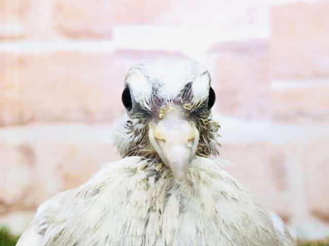 ジュズカケバト