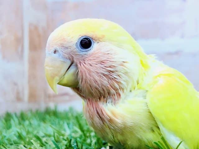 コザクラインコ（小桜インコ）