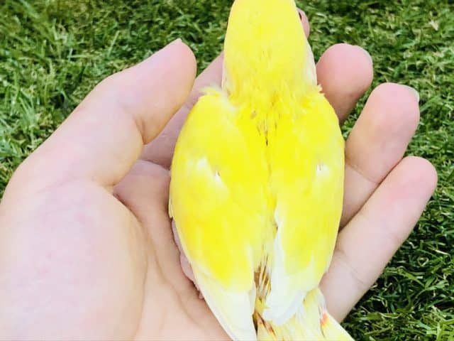 コザクラインコ（小桜インコ）