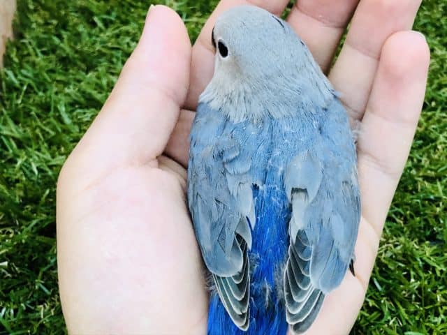 コザクラインコ（小桜インコ）