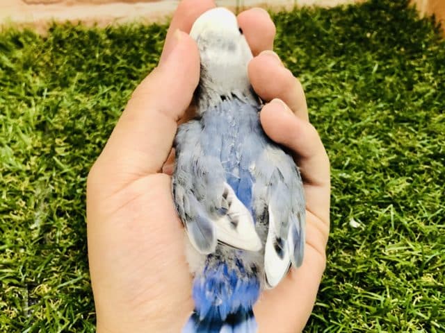 コザクラインコ（小桜インコ）