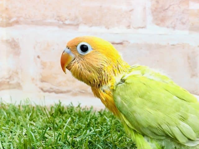 ヤマブキボタンインコ