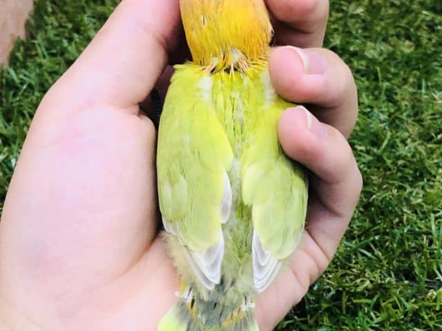 人気のボタンちゃん再び!? ボタンインコ ヤマブキ R4 9/28撮影 ヤマブキボタンインコ