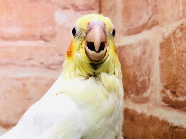 オカメインコ