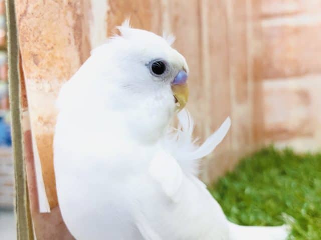 羽衣セキセイインコ