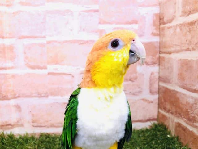 シロハラインコ