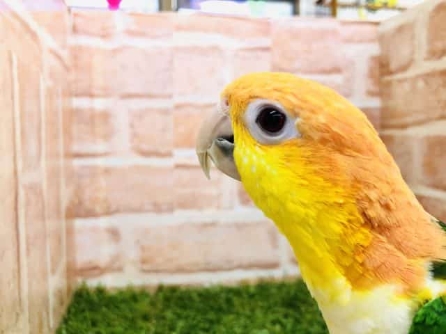 シロハラインコ