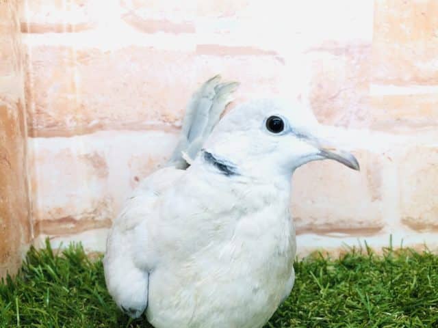 ジュズカケバト