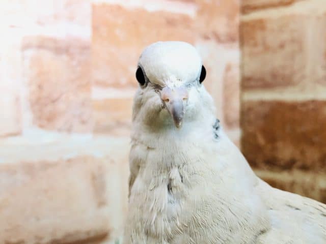 ジュズカケバト