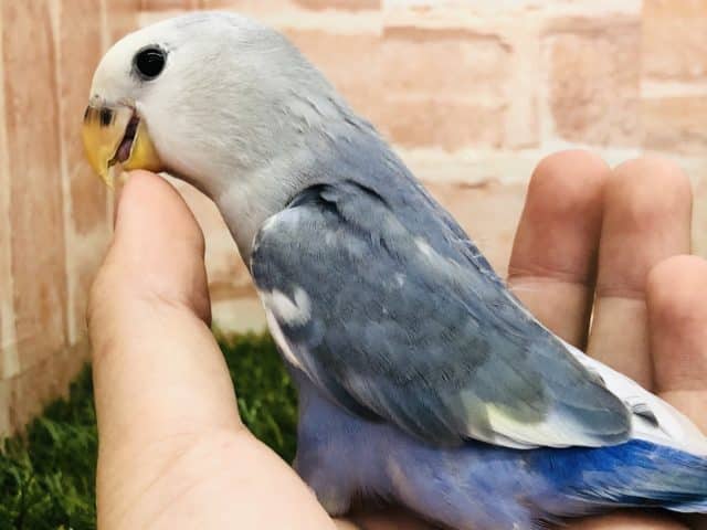 コザクラインコ（小桜インコ）