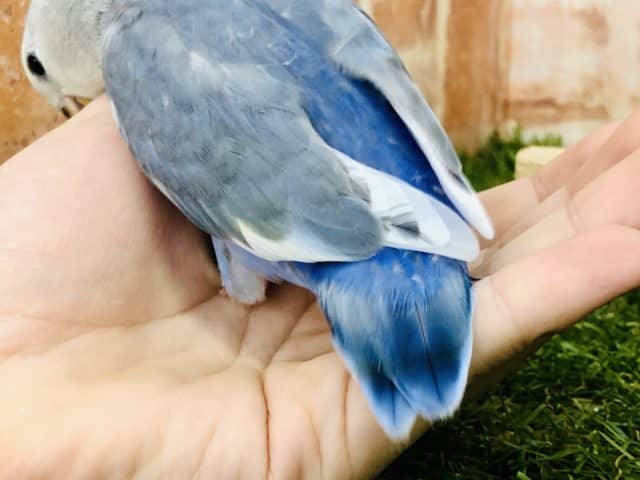 コザクラインコ（小桜インコ）