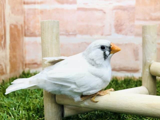 錦花鳥（キンカチョウ）