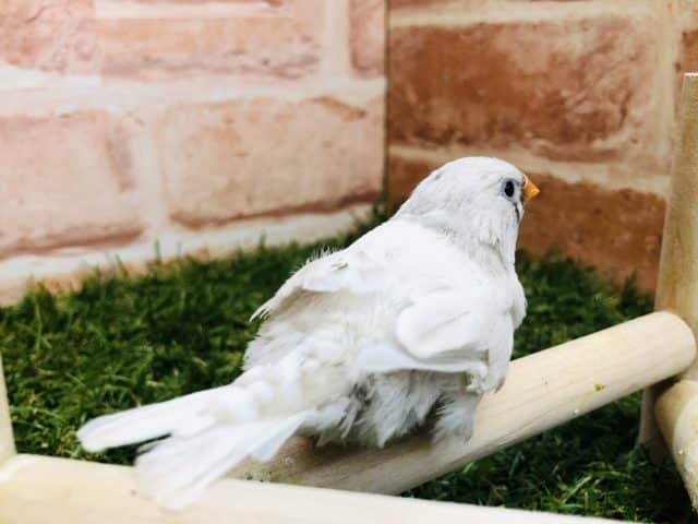 錦花鳥（キンカチョウ）