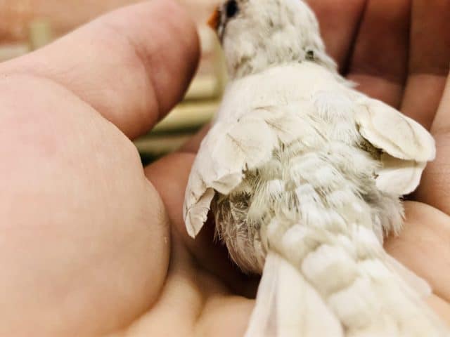 錦花鳥（キンカチョウ）