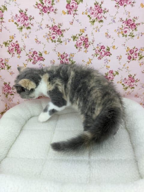 ブリティッシュショートヘア