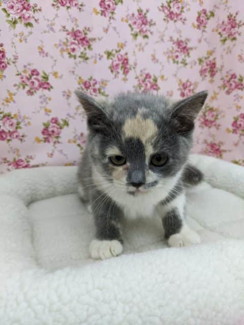 ブリティッシュショートヘア