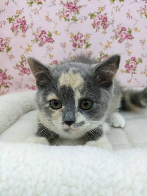 ブリティッシュショートヘア