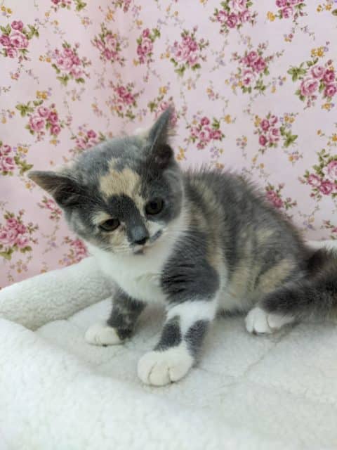 ブリティッシュショートヘア