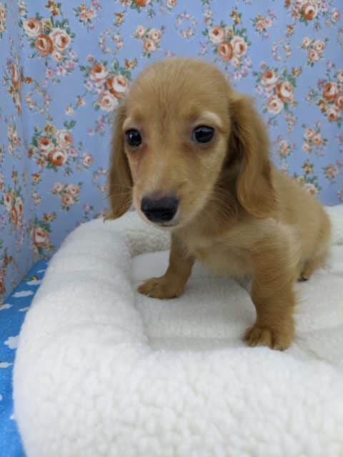 ミニチュアダックス