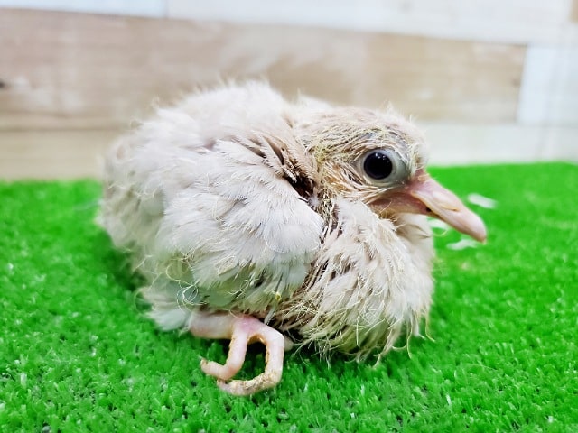 ジュズカケバト