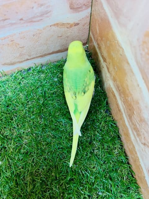 セキセイインコ