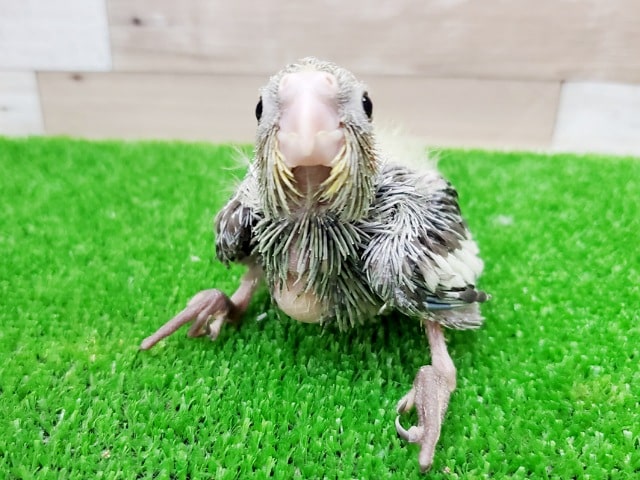 オカメインコ