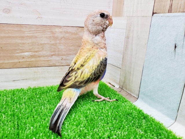 アキクサインコ（秋草インコ）