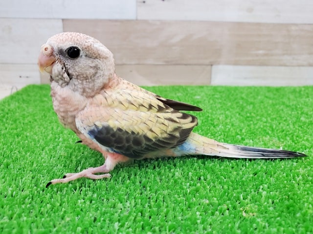 アキクサインコ（秋草インコ）