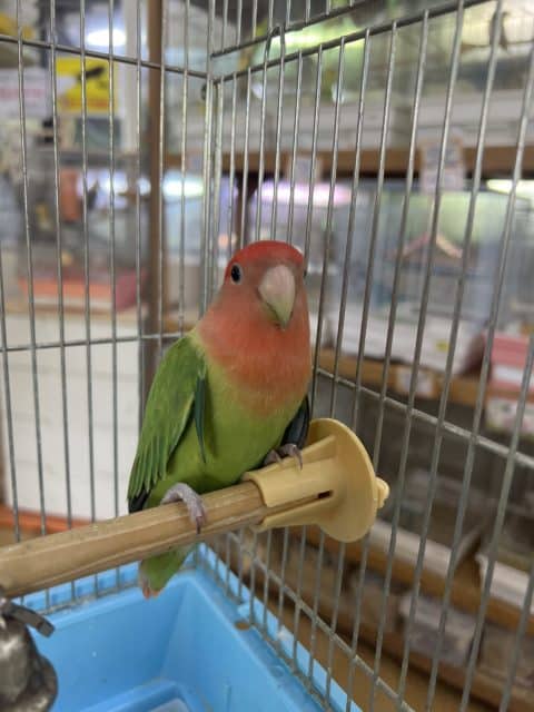 コザクラインコ（小桜インコ）