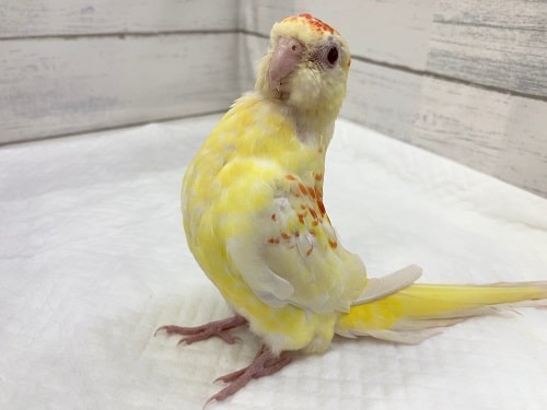 ビセイインコ（美声インコ）